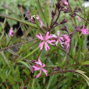 Lychnis flos-cuculi ---